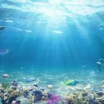 وضعیت نگران کننده میکروپلاستیک های کف دریا؛ سه برابر طی گذشت ۲۰ سال