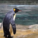 رصد مدفوع پنگوئن‌ها از فضا باعث کشف کلونی جدید از آنها شد