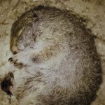 ناسا از سنجاب های قطبی برای الهام از خواب زمستانی استفاده می کند
